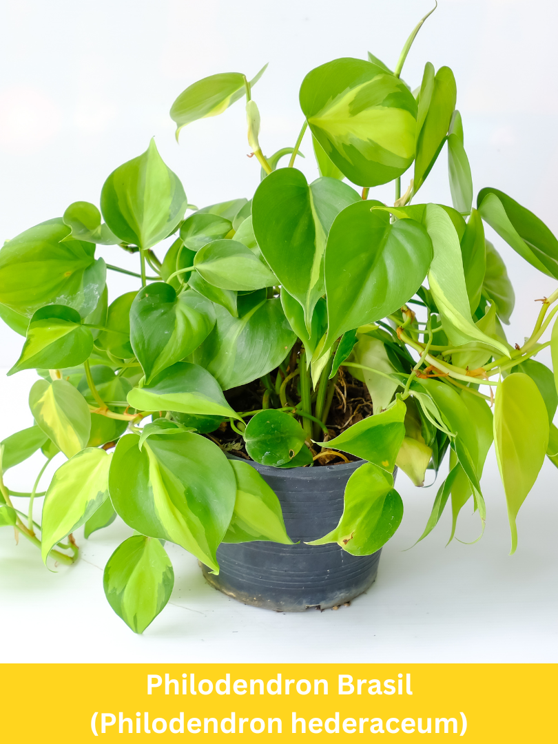 Philodendron Brasil - Philodendron hederaceum