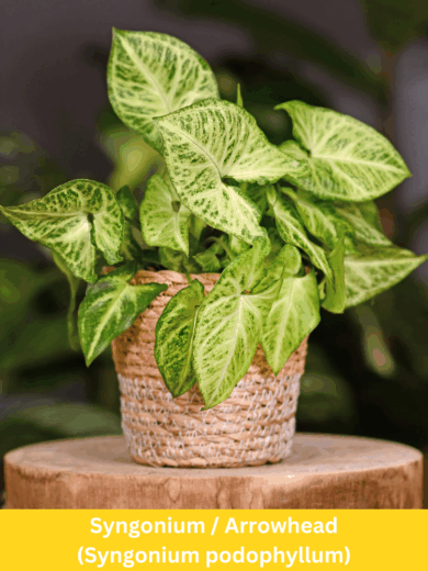 Syngonium / Arrowhead - Syngonium podophyllum