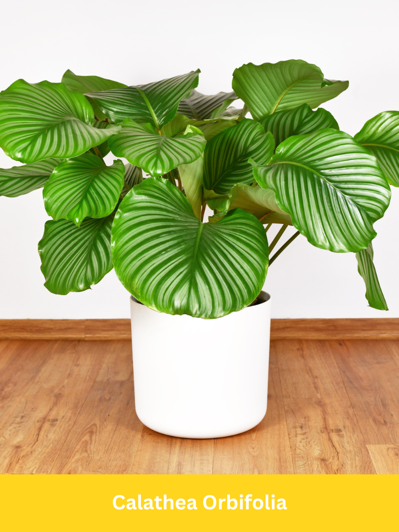 Calathea orbifolia