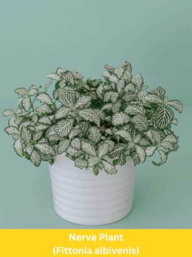 Nerve Plant - Fittonia albivenis