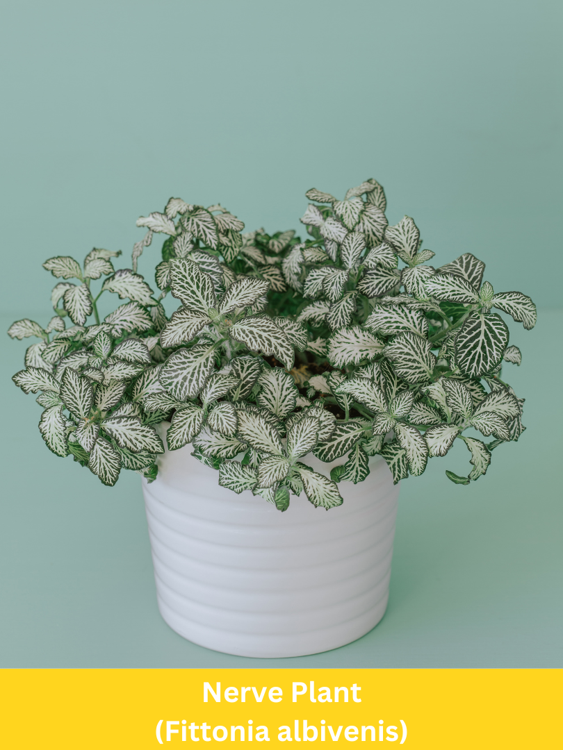 Nerve Plant - Fittonia albivenis