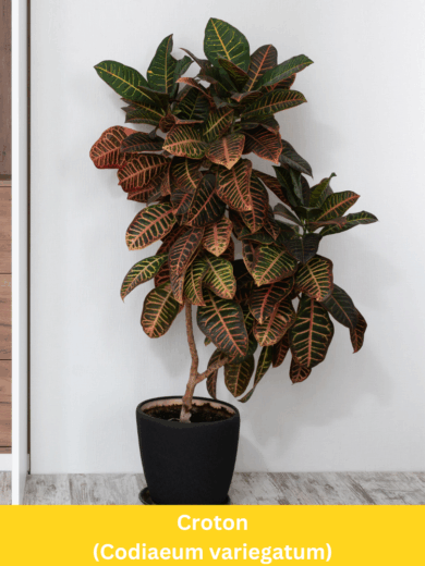 Croton - Codiaeum variegatum