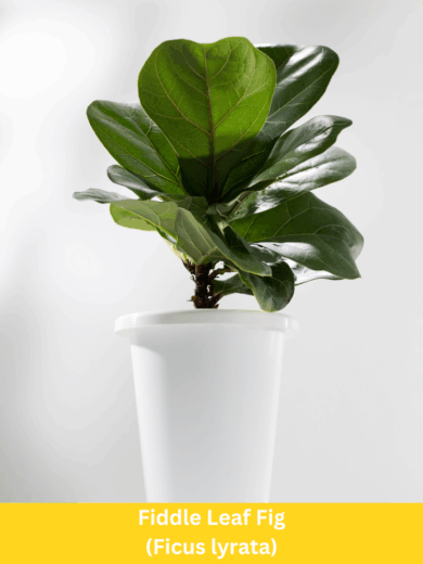 Fiddle Leaf Fig - Ficus lyrata