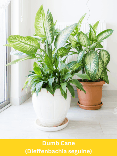 Dumb Cane - Dieffenbachia seguine