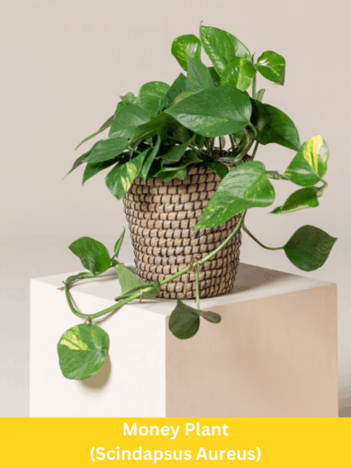 Money Plant - Scindapsus Aureus