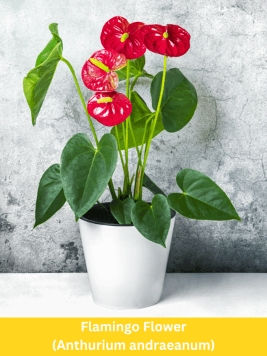 Flamingo Flower - Anthurium andraeanum