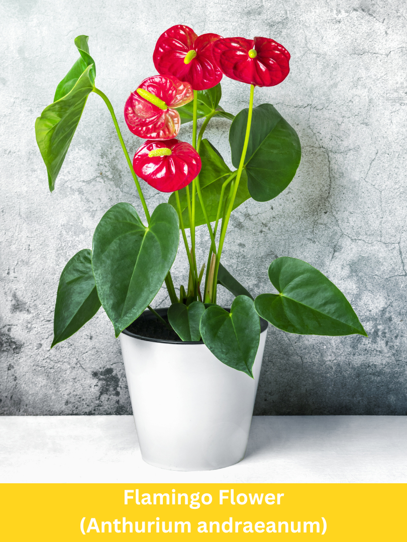 Flamingo Flower - Anthurium andraeanum