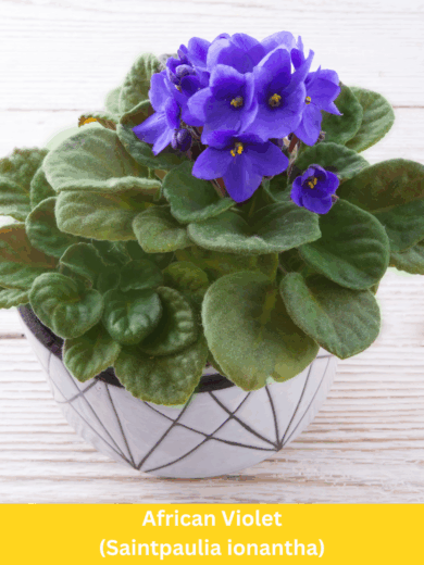 African Violet - Saintpaulia ionantha