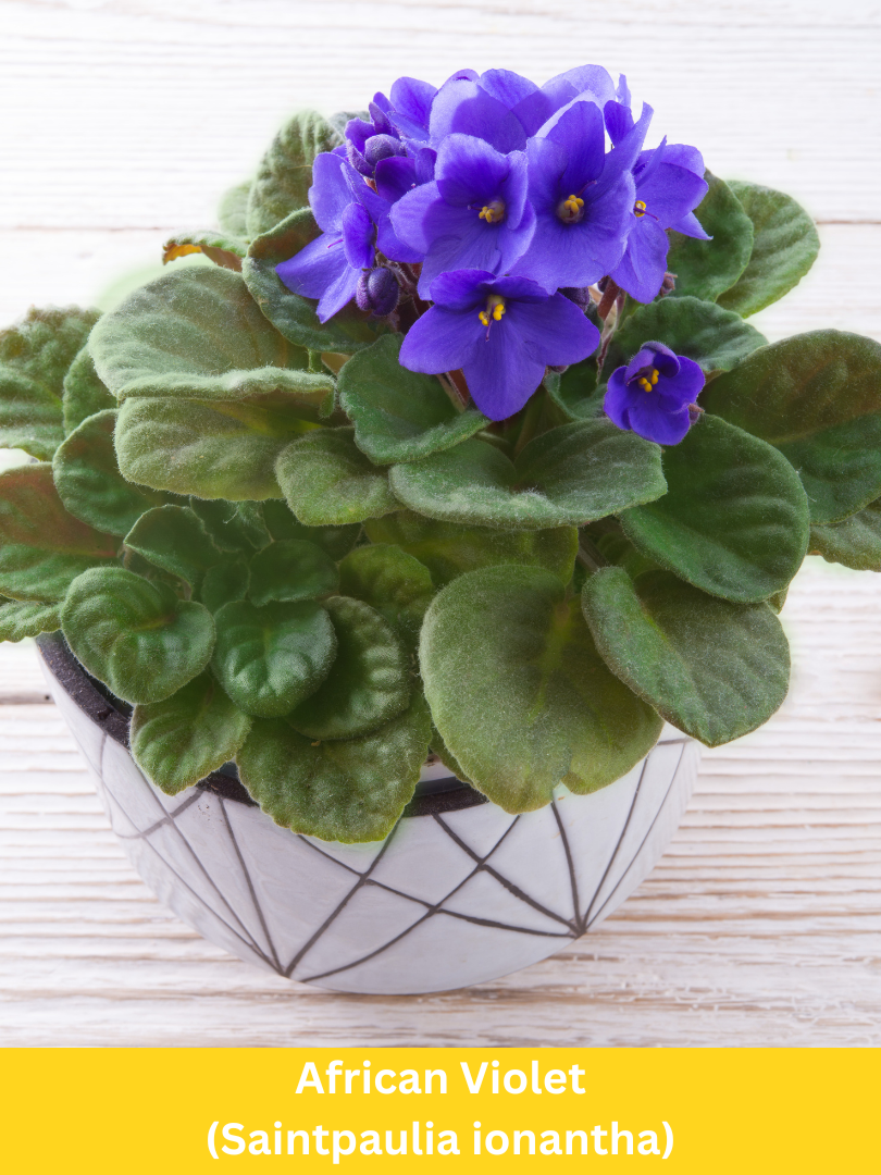 African Violet - Saintpaulia ionantha