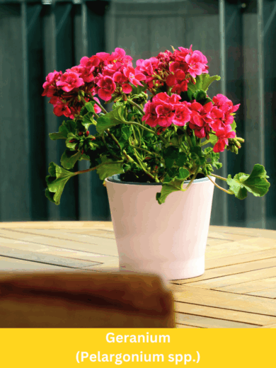 Geranium - Pelargonium spp.