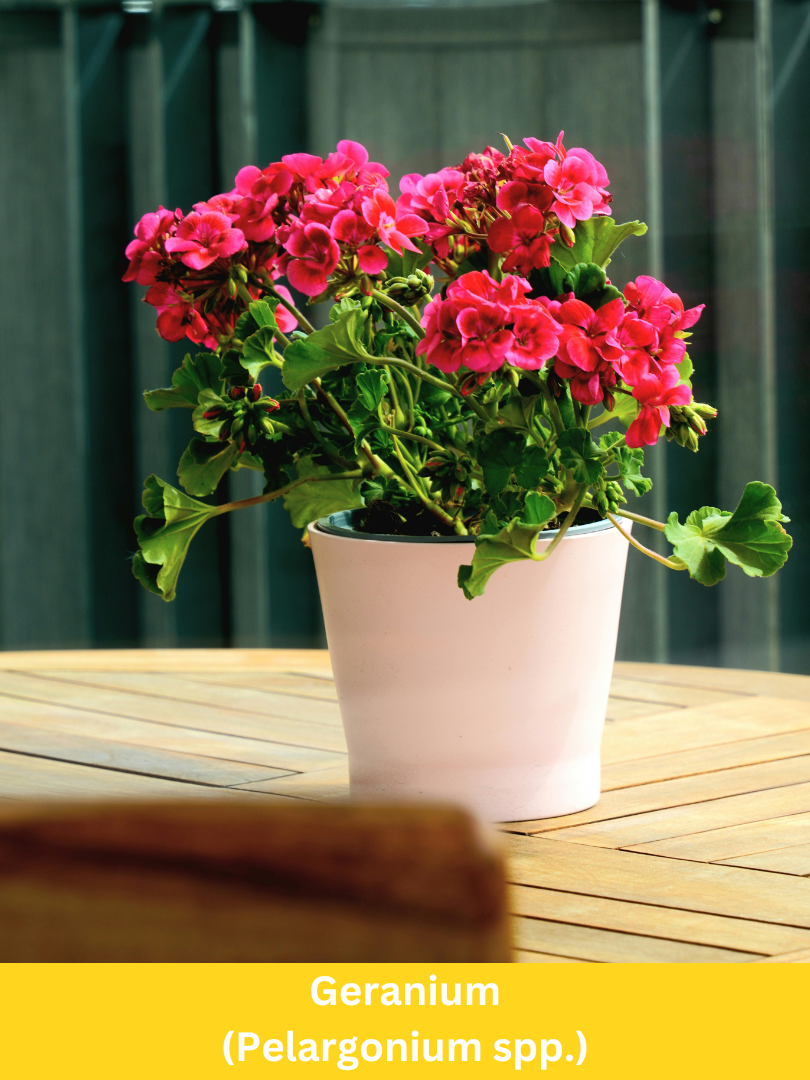 Geranium - Pelargonium spp.