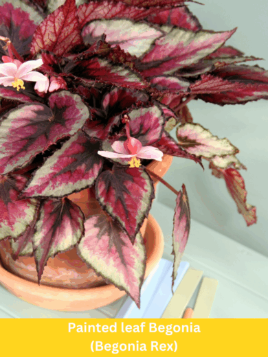 Painted leaf Begonia (Begonia Rex)