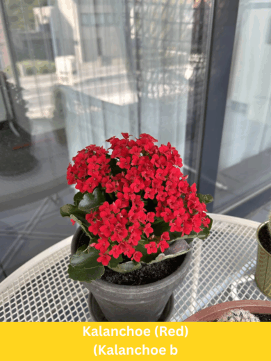 Kalanchoe (Red) - Kalanchoe blossfeldiana