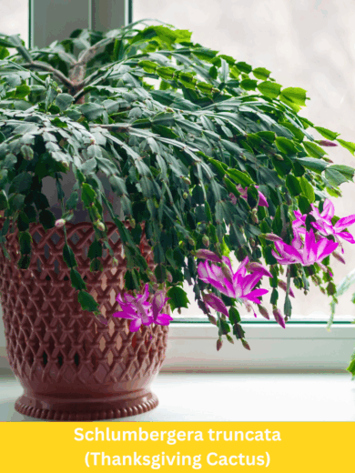 Schlumbergera truncata (Thanksgiving Cactus)