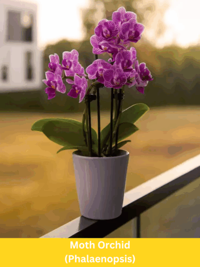 Moth Orchid - Phalaenopsis