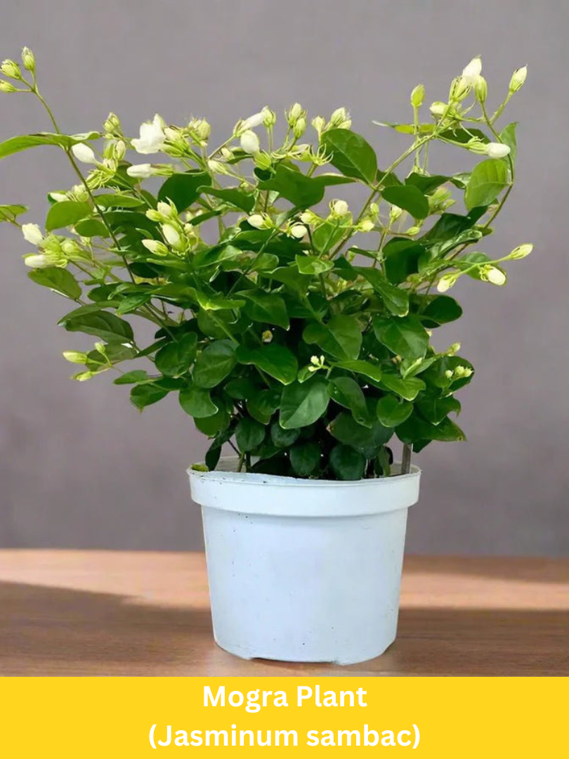 Mogra Plant - Jasminum sambac