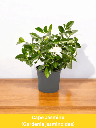 Cape Jasmine - Gardenia jasminoides