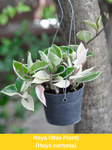 Hoya (Wax Plant) - Hoya carnosa