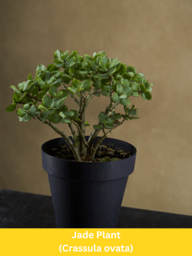 Jade Plant - Crassula ovata
