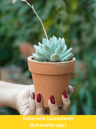 Echeveria (succulent) - Echeveria spp.