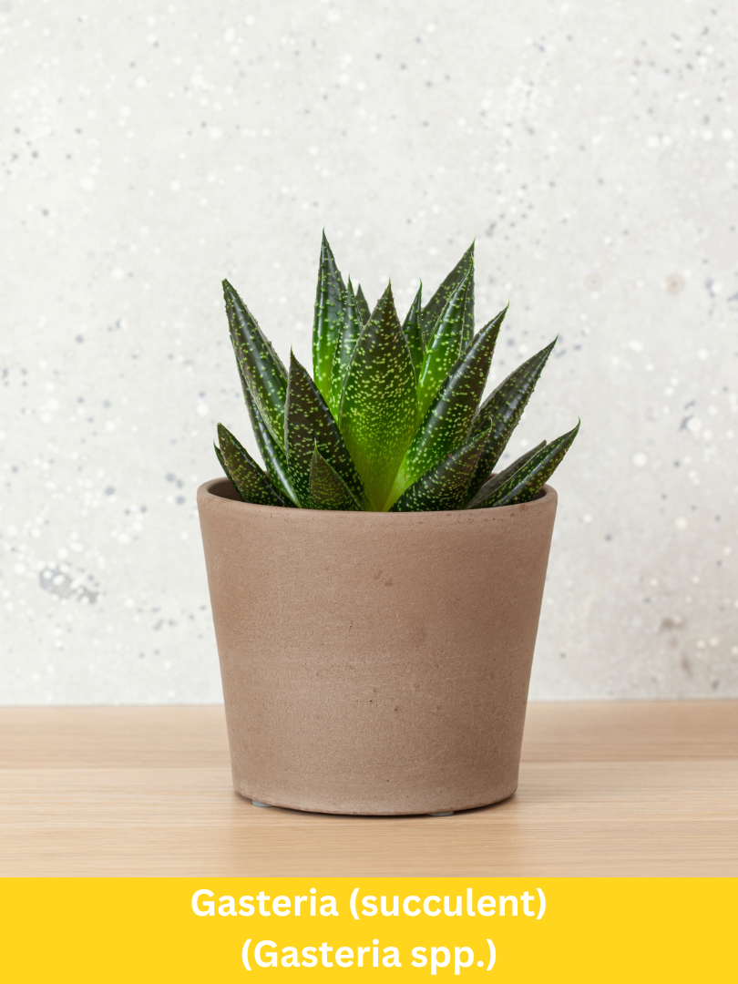 Gasteria (succulent) - Gasteria spp
