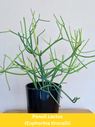Euphorbia Tirucalli (Pencil cactus)