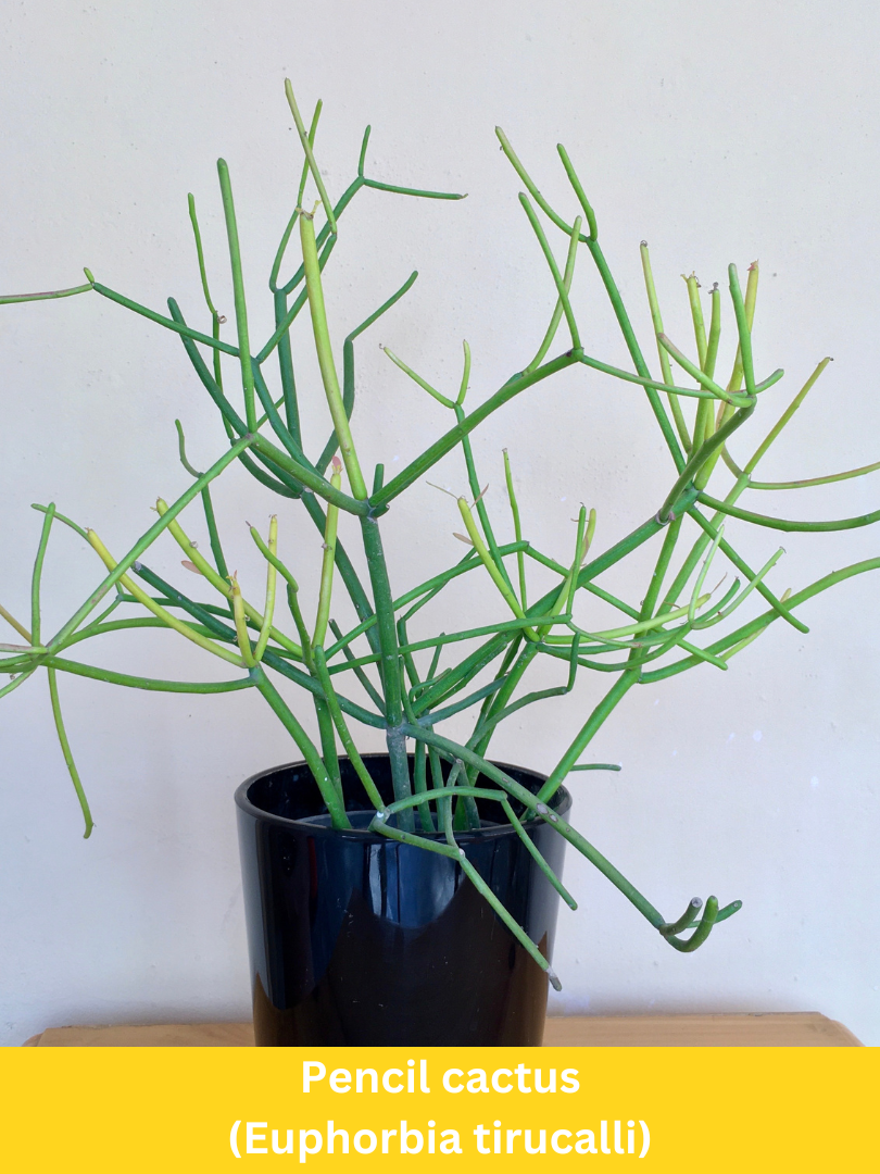 Euphorbia Tirucalli (Pencil cactus)