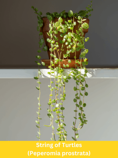 String of Turtles - Peperomia prostrata