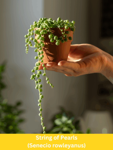 String of Pearls - Senecio rowleyanus