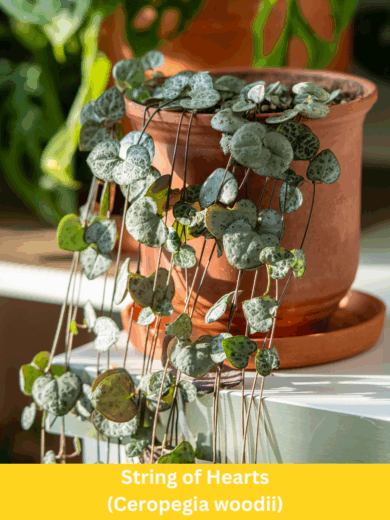 String of Hearts - Ceropegia woodii