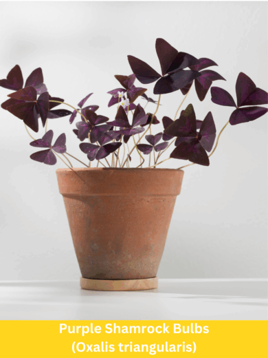 Purple Shamrock Bulbs - Oxalis triangularis