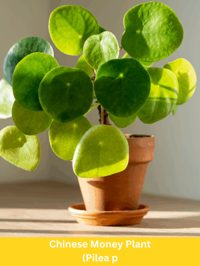 Chinese Money Plant - Pilea peperomioides