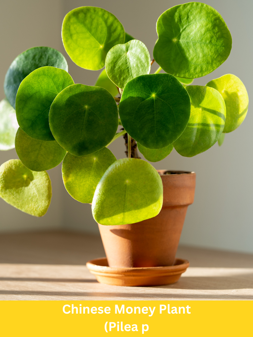 Chinese Money Plant - Pilea peperomioides