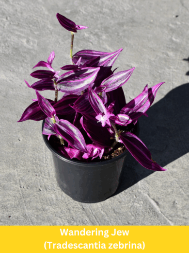 Jew (Tradescantia zebrina)