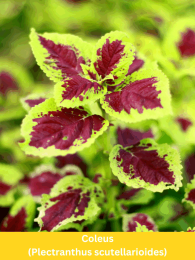 Coleus - Plectranthus scutellarioides