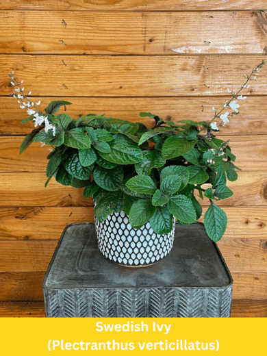 Swedish Ivy - Plectranthus verticillatus