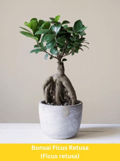 Bonsai Ficus Retusa - Ficus retusa