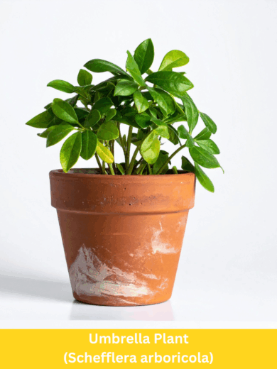 Umbrella Plant - Schefflera arboricola