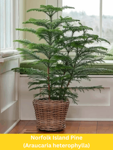 Norfolk Island Pine - Araucaria heterophylla