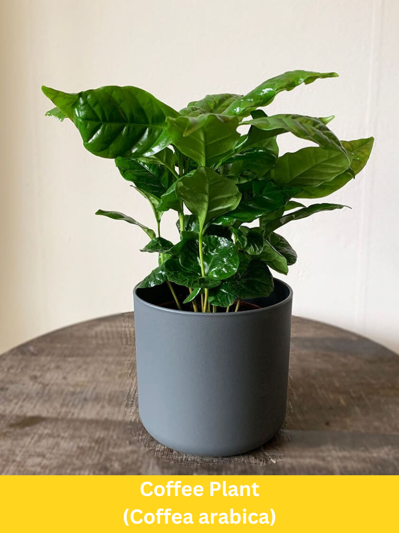 Coffee Plant - Coffea arabica