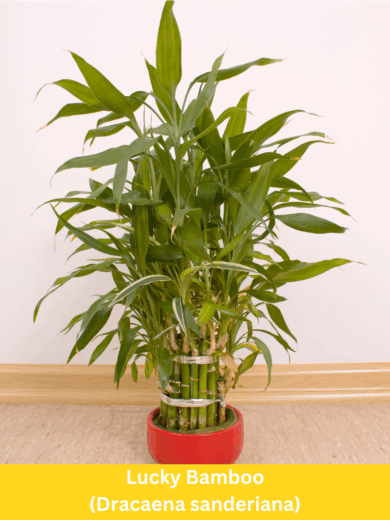 Lucky Bamboo - Dracaena sanderiana