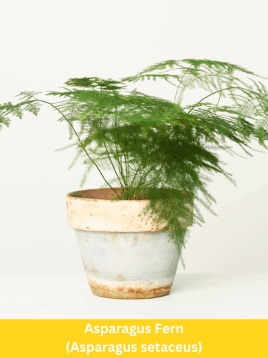Asparagus Fern - Asparagus setaceus