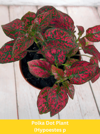 Polka Dot Plant - Hypoestes