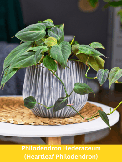 Heartleaf Philodendron