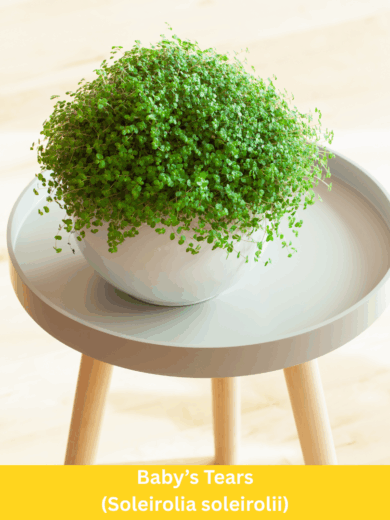 Baby’s Tears - Soleirolia soleirolii