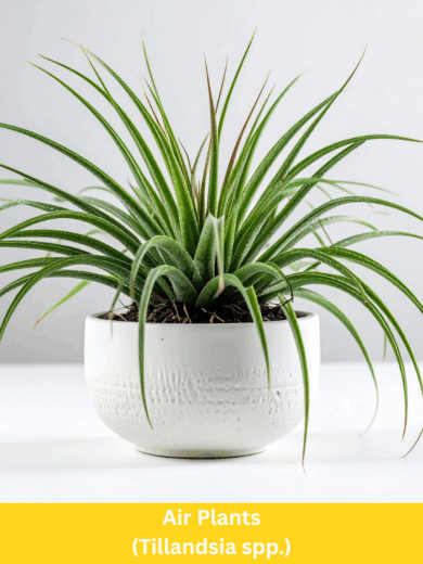 Air Plants - Tillandsia spp