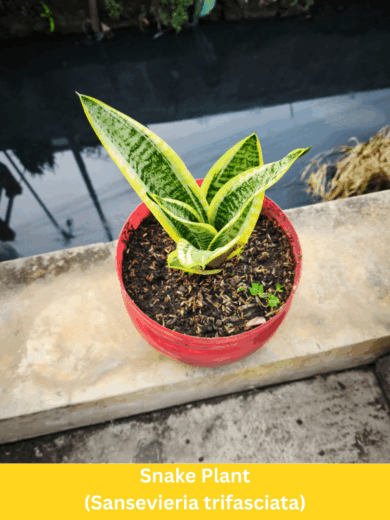 Snake Plant - Sansevieria trifasciata