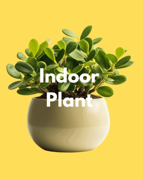 Indoor Plants