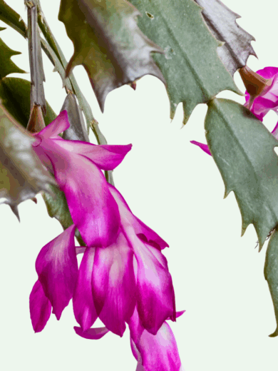 Schlumbergera truncata (Thanksgiving Cactus
