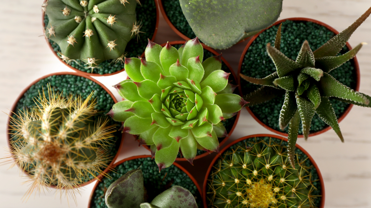 Succulents and Cacti